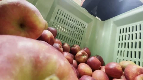 Hands sort fresh apples during routine grocery stocking Stock Footage 339321541