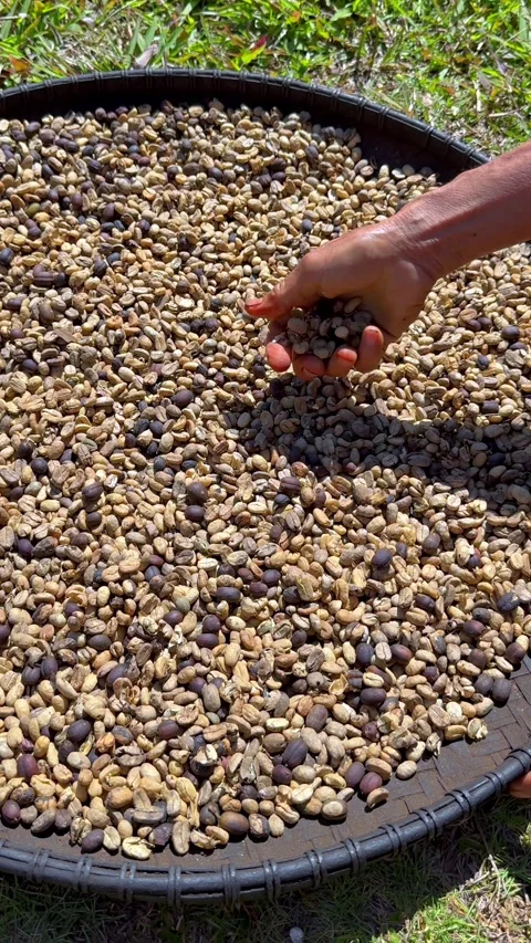 Hands sorting and drying coffee beans in Wae Rebo Village, Flores. Stock Footage 348350707