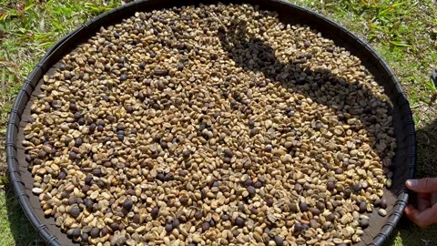Hands sorting and drying coffee beans in Wae Rebo Village, Flores. Stock Footage 348350741