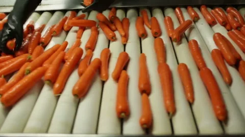 Hands sorting carrots on a conveyor belt Stock Footage 58627608