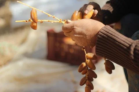 Hands sorting fresh dates during harvest in Tunisia Stock Photos