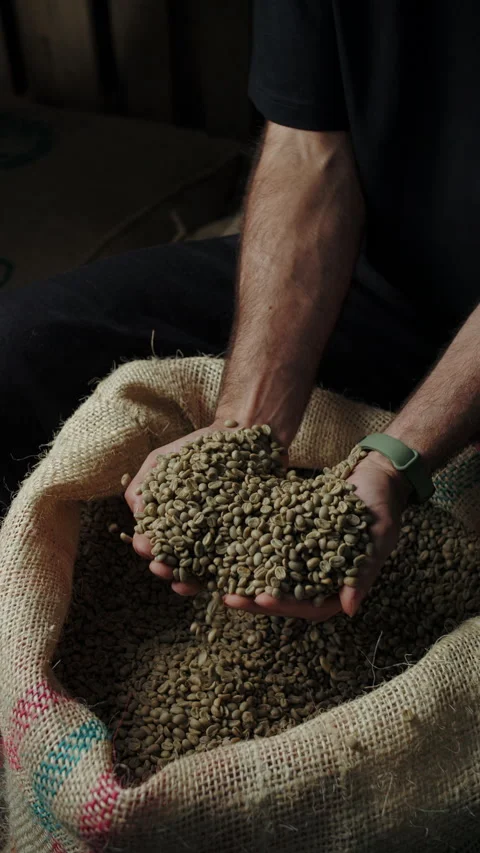 Hands sorting green coffee beans in burlap sack Stock Footage 313795689