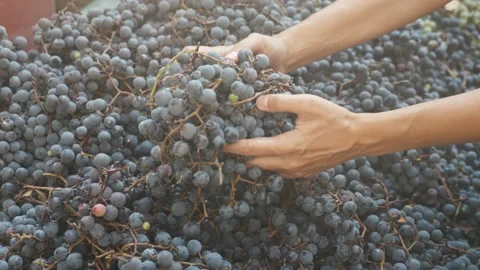 Hands sorting harvested ripe grapes Stock Footage 168909893