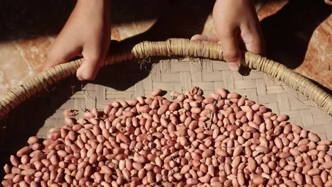 Hands sorting peanuts under the sun. Stock Footage 330829439