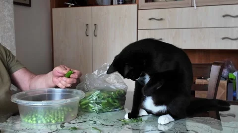 Hands sorting peas and a black and white cat playing 動画素材 285865537