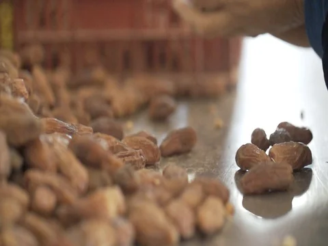Hands sorting through dates in slow motion Video stock 79736891