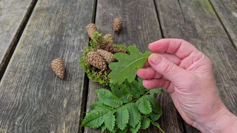 Hands Sorting Various Fresh Green Leaves on Wooden Table Stock Footage 342281211