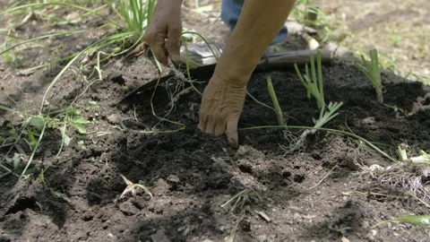 Hands sowing chives for reproduction in ... | Stock Video | Pond5