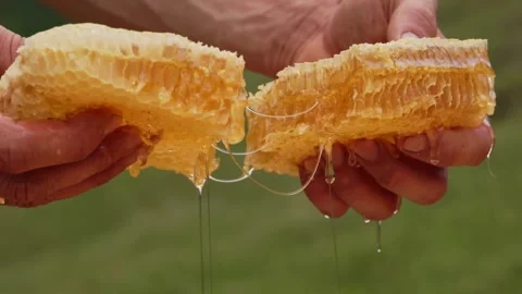 Hands splitting fresh honeycomb with dripping golden honey in slow motion Stock-Footage 332870676