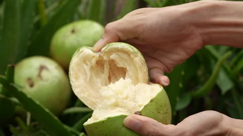 Hands Splitting Ripe Lo Ren Star Apple in Vietnam Orchard Stock Footage 327004080