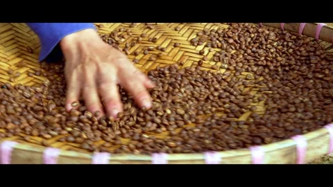 Hands Spreading Coffee Beans in Processing Tray Vídeos de archivo 326665245
