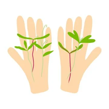 In the hands of sprouts. Microgreens in hand. Stock Illustration