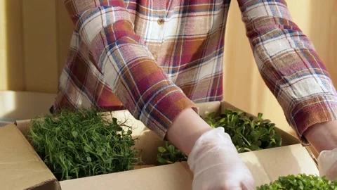 Hands stack boxes of greens for delivery. Micro greens farmer. Micro greens of Stock Footage 255714907