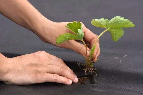 Hands with strawberry seedling Stock Photos