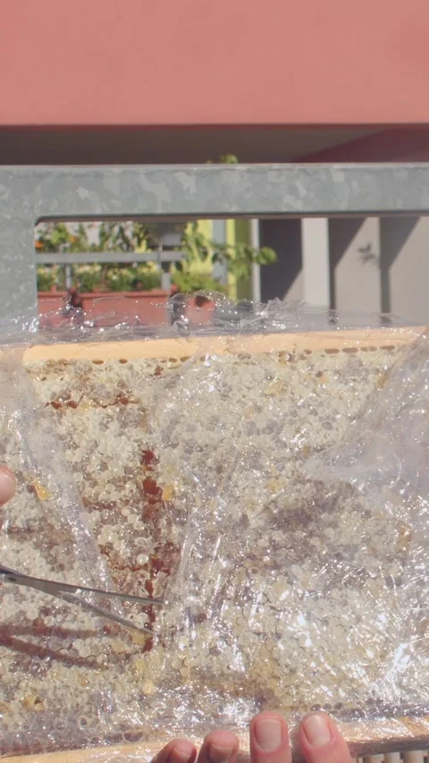 Hands stretching clear plastic wrap over tray of wet pebbles on sunny balcony Stock Footage 344883032
