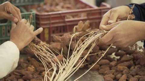 Hands stripping dates from clump in slow motion  Video stock 79736898