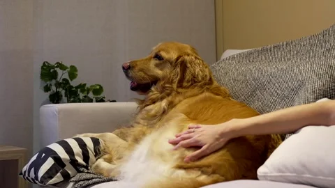Hands Stroking Golden Retriever While Relaxing on Sofa Watching TV at Night Stock Footage 291480152