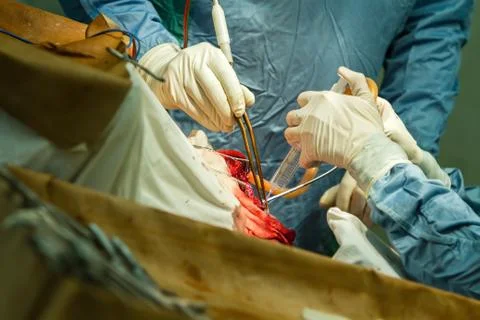 Hands of surgeons with tools. Stock Photos