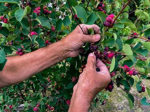 Hands of swarthy old man picking berries on tree in the garden. Stock-Fotos