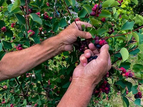 Hands of swarthy old man picking berries on tree in the garden. Stock Photos
