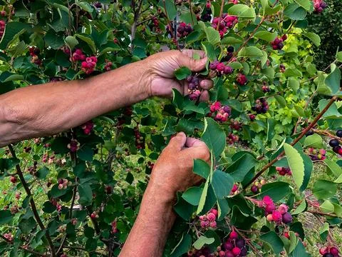 Hands of swarthy old man picking berries on tree in the garden. Stock-Fotos