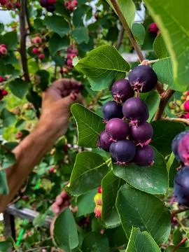 Hands of swarthy old man picking berries on tree in the garden. Stock Photos