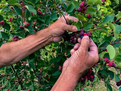 Hands of swarthy old man picking berries on tree in the garden. Stock Photos