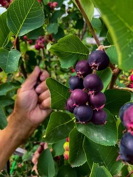 Hands of swarthy old man picking berries on tree in the garden. Stock-Fotos