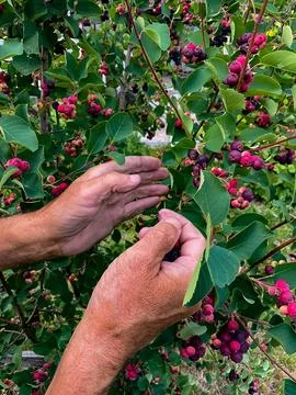 Hands of swarthy old man picking berries on tree in the garden. Foto stock