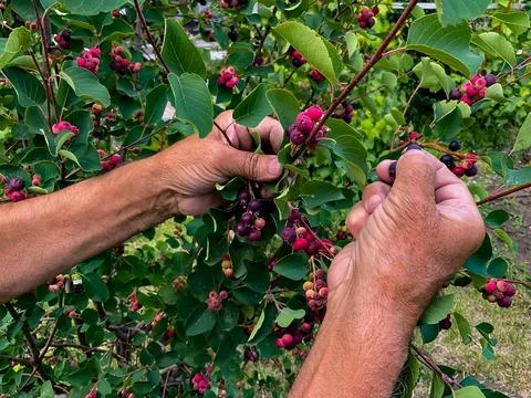 Hands of swarthy old man picking berries on tree in the garden. Foto stock