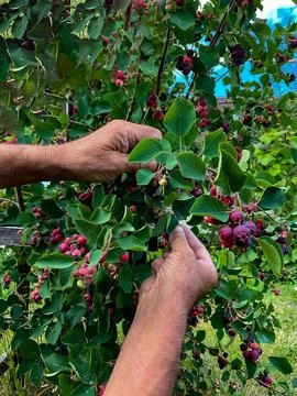 Hands of swarthy old man picking berries on tree in the garden. Foto stock
