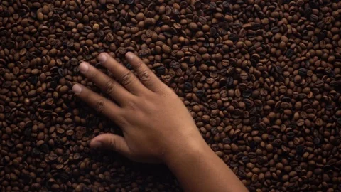 A hands take and spewing coffee beans Video stock 116242487
