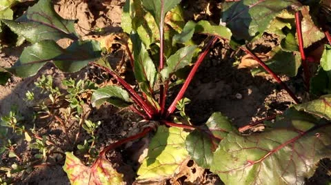 Hands take beet out of land Stock Footage 10837459