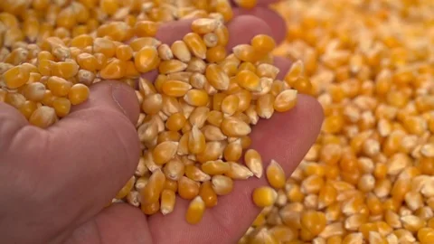 Hands take check Corn beans Slow Motion video Stock Footage 111801614