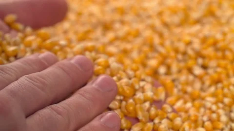 Hands take check Corn beans video Stock Footage 111804930