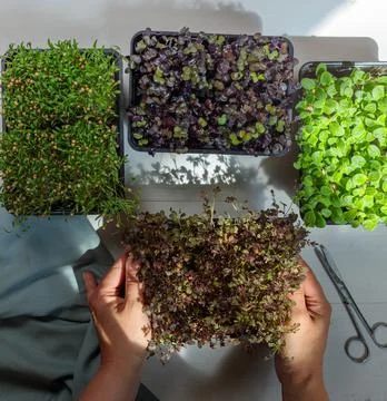 Hands take a container with micro greenery. A variety of varieties of Stock Photos