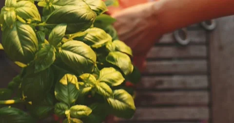 Hands Taking Basil Pot. SLOW MOTION. Gardening Hobby, Outdoors Summer. Stock-Footage 140367372