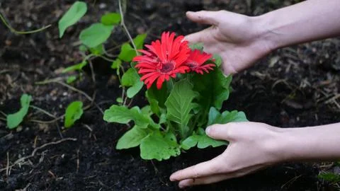 Hands taking care about red flower Stock Photos