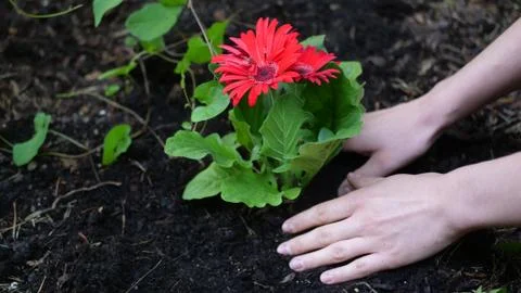 Hands taking care about red flower Stock Photos