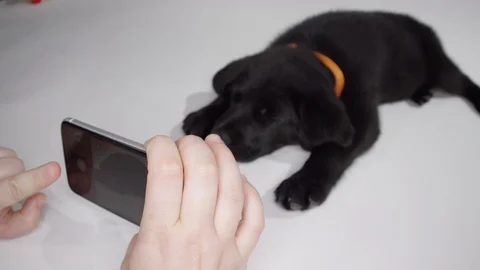 Hands taking cell phone picture of puppy Stock Footage 110748655