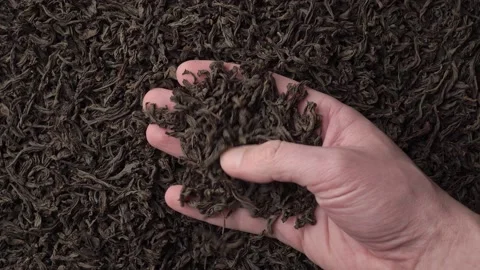 Hands taking a handful of large-leaf black tea and examining it in detail. Close Stock Footage 237875076