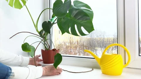 Hands taking potted flower Monstera from windowsill in room Video stock 169296813