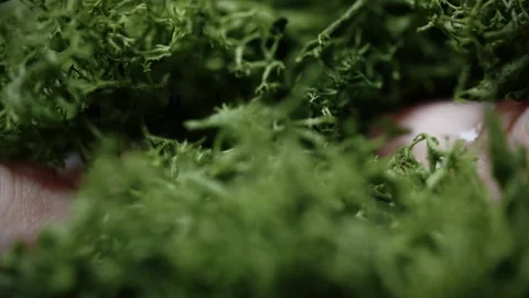 Hands tear moss Stock Footage 147554125