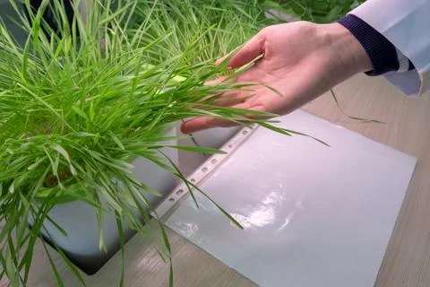 Hands of a technician inspect wheat germ. Healthy lifestyle concept. Hydropon Stock Photos