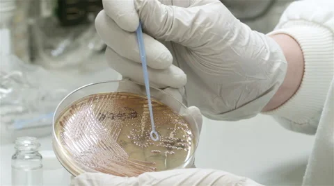 Hands testing bacteria in petri dish Vídeos de archivo 49081478