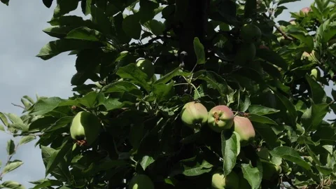Hands thinning an apple tree Stock Footage 99994754