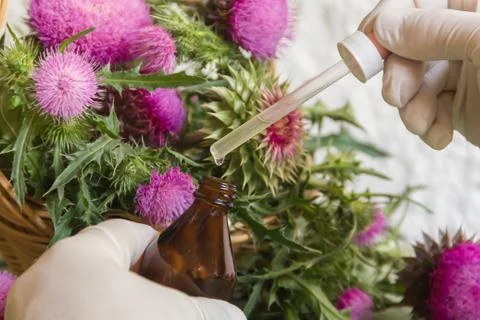 Hands with thistle essential oils for alternative medicinal use Stock Photos