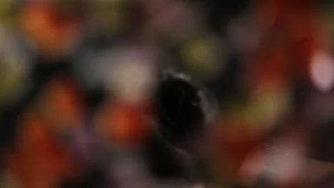 Hands throw pieces of vegetables down to the glass Stock Footage 108685679