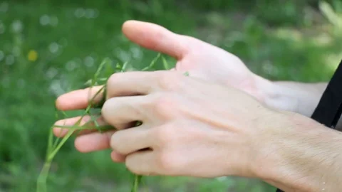 Hands throwing away grass Stock Footage 92774334