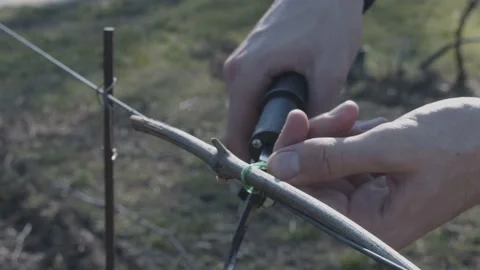 Hands tie the branches of a vineyard to an iron wire. Stock-Footage 197678086